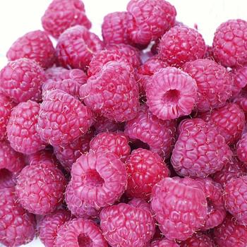 Rubus 'Rockin' 
