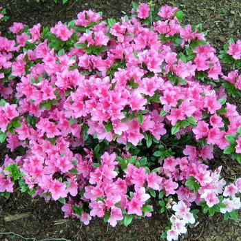 Rhododendron 'Kaempo' 