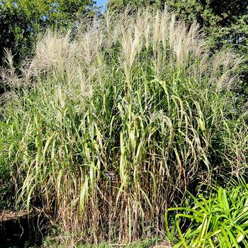 Miscanthus floridulus