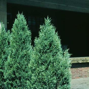 Juniperus virginiana 'Glauca' 