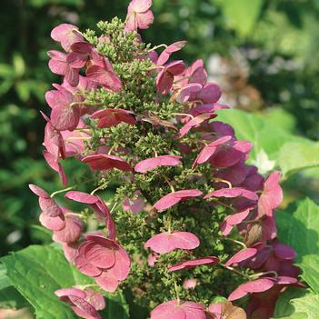 Hydrangea quercifolia 'Amethyst' 