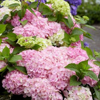 Hydrangea macrophylla 'Hortmahar' PPAF