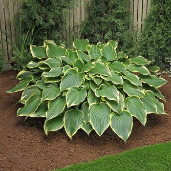 Hosta 'Prima Donna' 