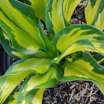 Hosta 'Morning Star' 