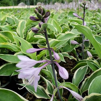 Hosta 'Tambourine' 