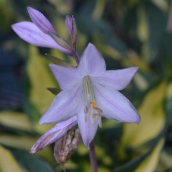 Hosta 'Morning Star' (307753)