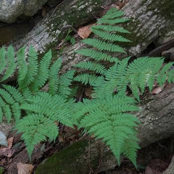 Dryopteris carthusiana