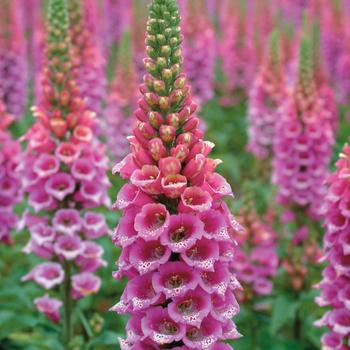 Digitalis purpurea 'Candy Mountain White' 