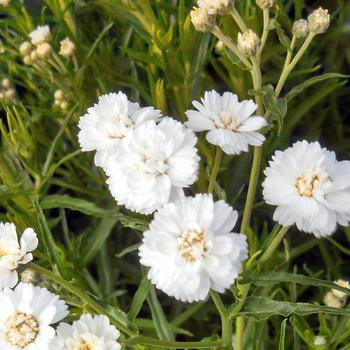 Achillea ptarmica 'Noblessa' 