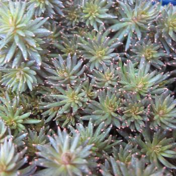 Sedum hakonense 'Makino' 