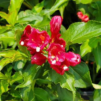 Weigela florida 'BOKRAROB' PP26,067