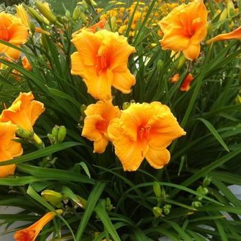 Hemerocallis 'Orange Blast' PP28,708