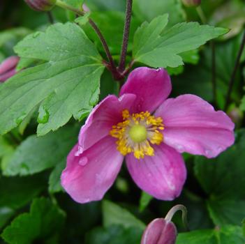Anemone hupehensis 'Diana' PP20245