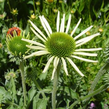 Echinacea purpurea 'Baby Swan White' 