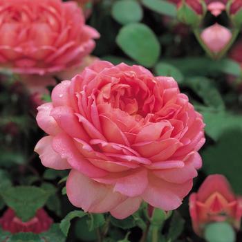 Rosa 'Jubilee Celebration' (307768)