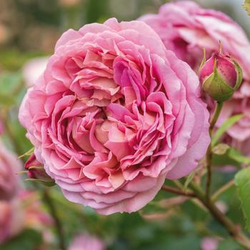 Rosa 'Jubilee Celebration' 