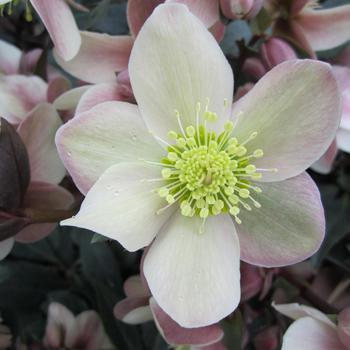 Helleborus 'Love Bug' PP30580