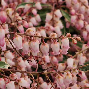 Pieris japonica 'Pink Frost' Opstal10 PP23481