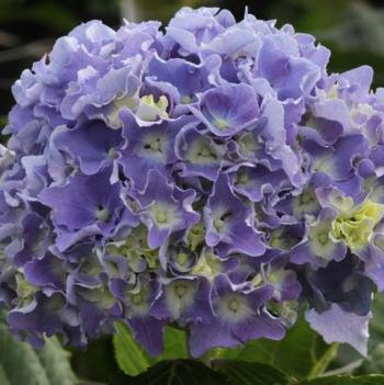 Hydrangea macrophylla 'Spike' PP26826