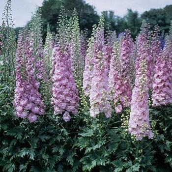 Delphinium elatum 'Million Dollar Blush' 