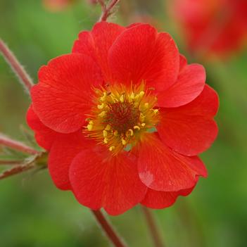 Geum 'Sangria' PP29871P2