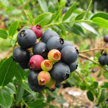 Vaccinium 'ZF08-095' PP25467 CPBR5497