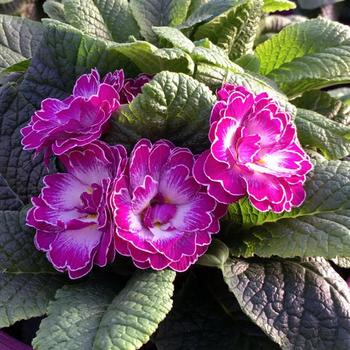 Primula vulgaris 'Lively Lilac' USPP22303P2