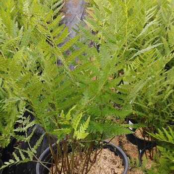 Woodwardia virginica