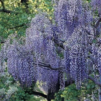 Wisteria sinensis 'Prolific' 