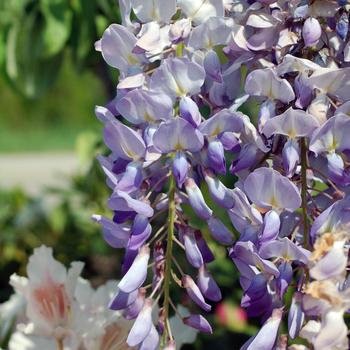 Wisteria floribunda 'Lawrence' 