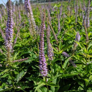 Veronicastrum sibiricum 'Red Arrows' (307782)