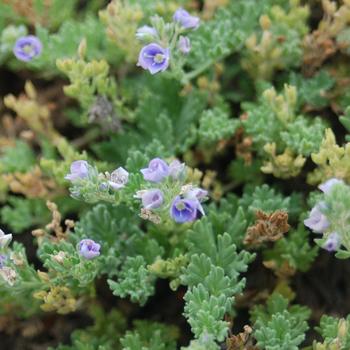 Veronica whitleyi