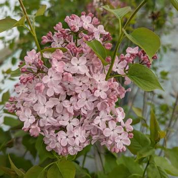 Syringa x hyacinthiflora 'Maiden's Blush' 