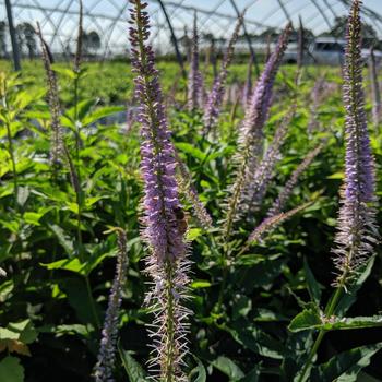 Veronicastrum sibiricum 'Red Arrows' (307785)