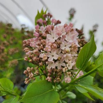 Syringa x hyacinthiflora 'Maiden's Blush' (307786)