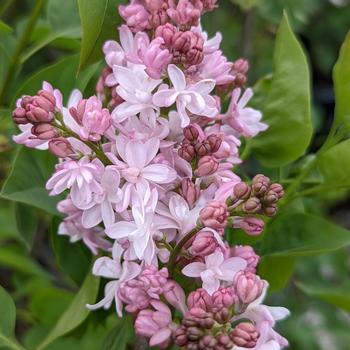 Syringa x hyacinthiflora 'Sweetheart' 