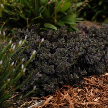 Sedum telephium 'Sunset Cloud' 