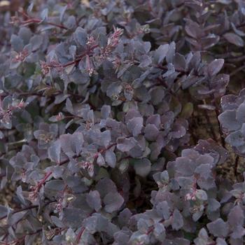 Sedum telephium 'Sunset Cloud' (307790)
