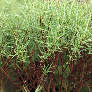 Salix elaeagnos ssp. angustifolia