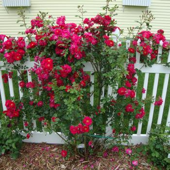 Rosa 'Henry Kelsey' 