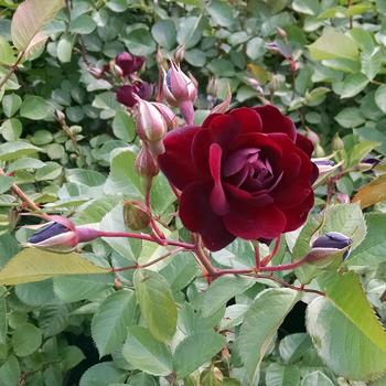 Rosa 'Navy Lady' PP23288