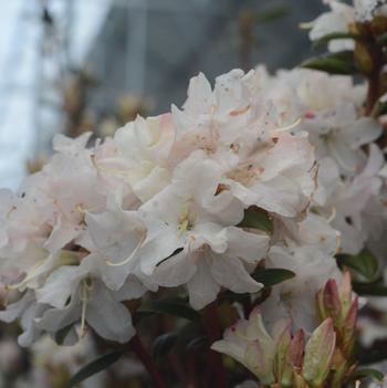 Rhododendron 'Sugar Puff' 