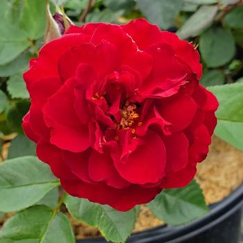 Rosa 'Navy Lady' (307795)