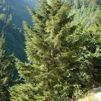 Picea orientalis