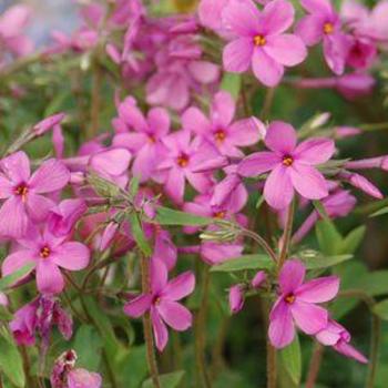 Phlox stolonifera 'Home Fires' 