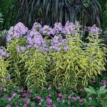 Phlox paniculata 'Shockwave' PP23265