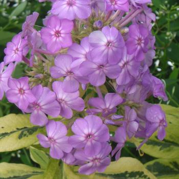 Phlox paniculata 'Shockwave' (307799)