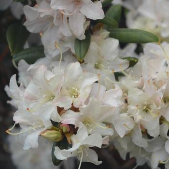 Rhododendron 'Sugar Puff' (307800)