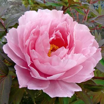 Paeonia suffruticosa 'Pink' 