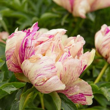 Paeonia 'Lollipop' 